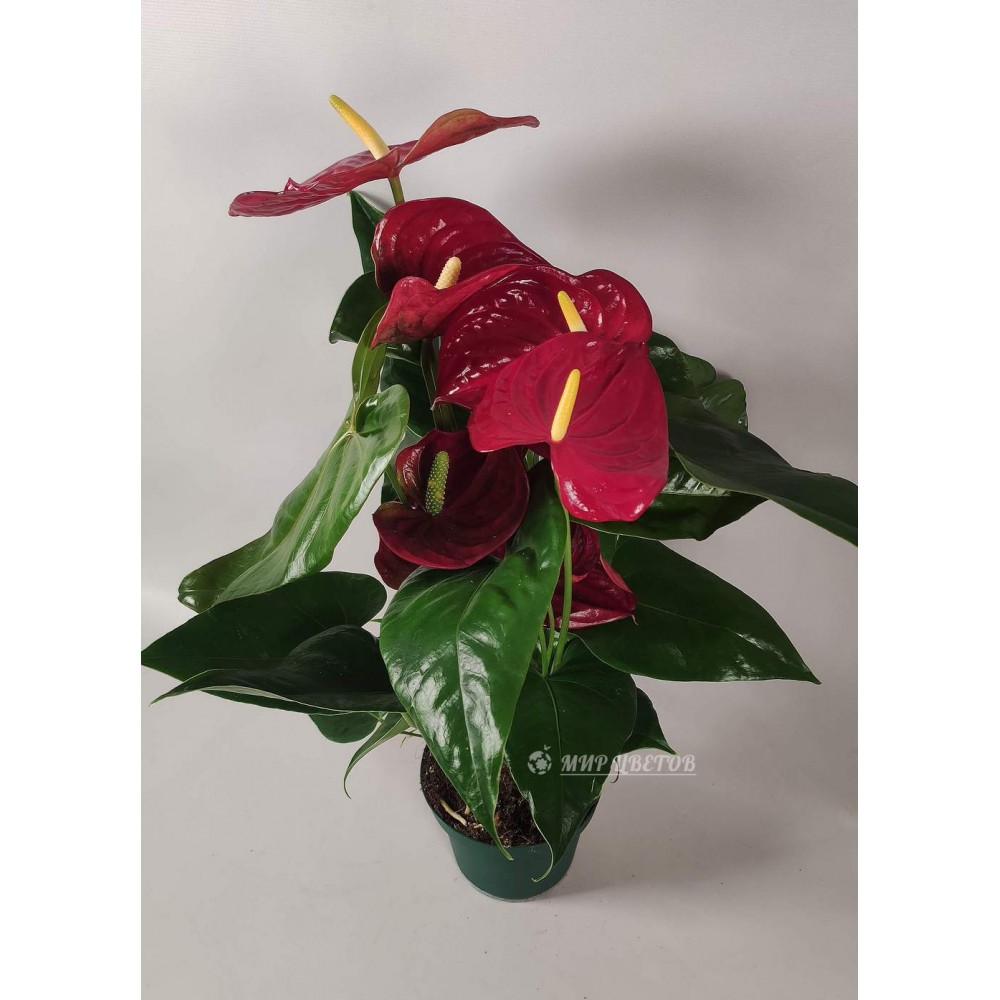Комнатное растение Антуриум андрианум Бьянко в горшке 15 см, каталог, цены, фото - купить в Москве
