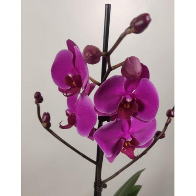 Орхидея Фаленопсис 95см