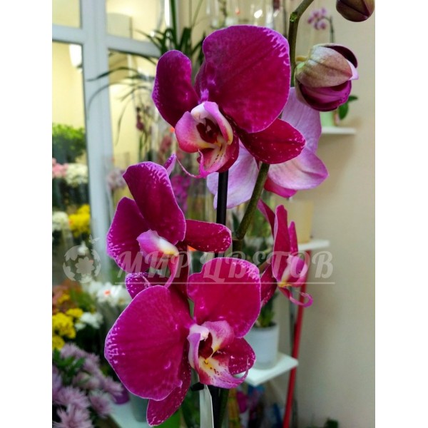 Орхидея Фаленопсис 65см