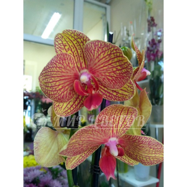 Орхидея Фаленопсис 65см