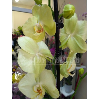 Орхидея Фаленопсис на 2 ветки 65см лимонная