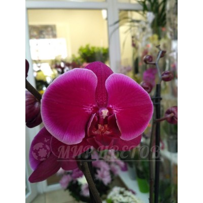 Орхидея Фаленопсис темно-фиолетовая