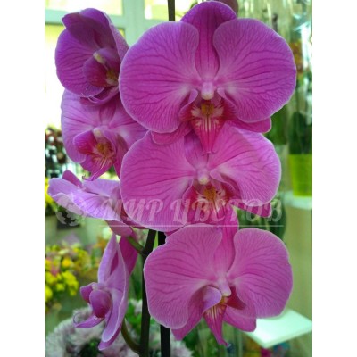 Орхидея Фаленопсис 65см фиолетовая крупная