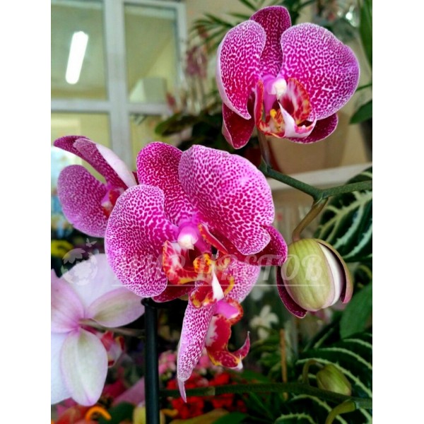 Орхидея Фаленопсис 65см 2 ствола