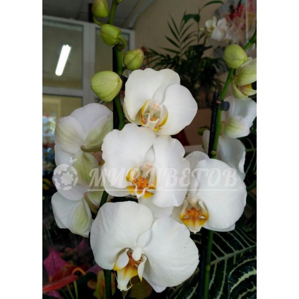 Орхидея Фаленопсис 65см белая
