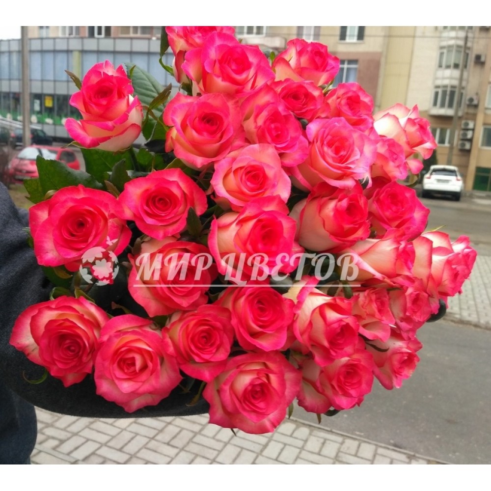 Букет 35 розово-белых необычных роз Джумилия 