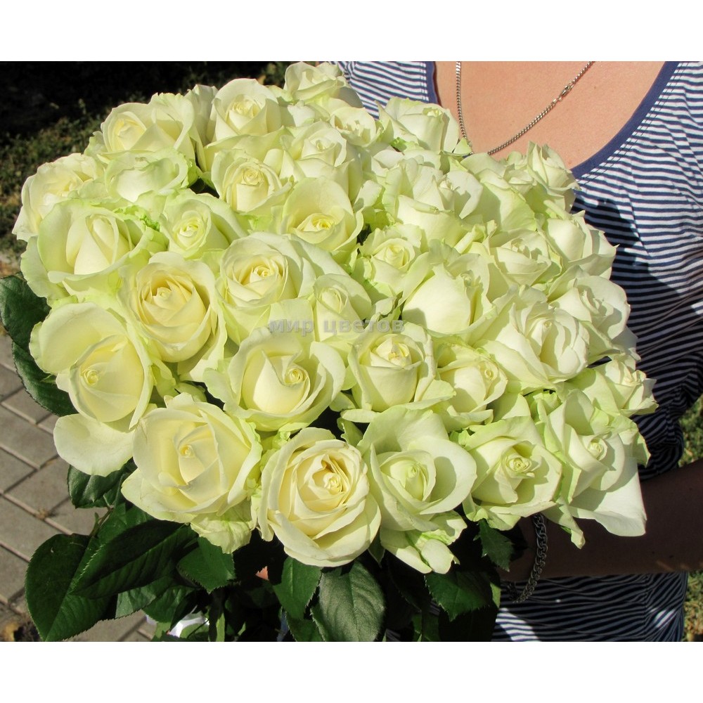 Букет 33 белых розы сорта Аваланж